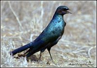 Burchell's Glossy-Starling - Lamprotornis australis