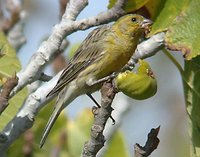 Island Canary - Serinus canaria