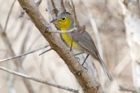 Oriente Warbler - Teretistris fornsi