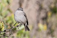 Ash-breasted Sierra-Finch - Phrygilus plebejus