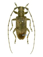 우단하늘소 - Acalolepta fraudatrix
