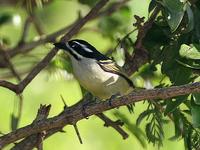 Yellow-rumped tinkerbird (Pogoniulus bilineatus)