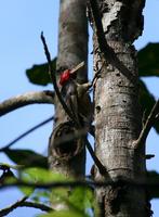 Pale-billed Woodpecker