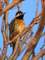 Golden-breasted Woodpecker (Nick Athanas)