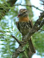 Spot-backed Puffbird (Nick Athanas)