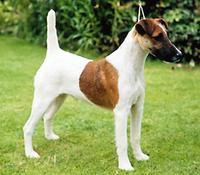 Fox Terrier (Smooth)