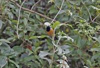 Blue-backed Conebill, nominate Flickr