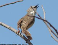 Plain Prinia!