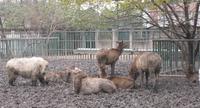 (Manchurian Wapiti and a white bison.)