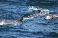 Risso's dolphin (grampus); 40k