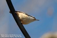 Fig. 19. Eurasian Nuthatch : 동고비