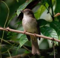 Buff-vented Bulbul