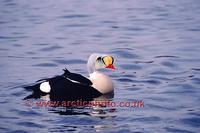 FT0196-00: King Eider male bird. Somateria spectabilis on water. Arctic