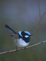 Superb fairy-wren