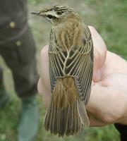 Sedge Warbler (Acrocepahlus schoenobaenus)