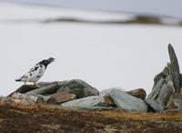 Rock Ptarmigan (Lagopus mutus)