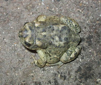 : Bufo californicus; Arroyo Toad