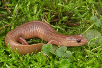 : Gyrinophilus porphyriticus; Blue Ridge Spring Salamander