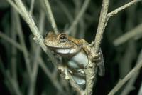 : Litoria rothii; Roth's Tree Frog