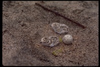 : Charadrius sp.; Plover