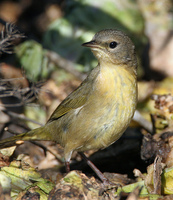 : Geothlypis trichas; Common Yellowthroat