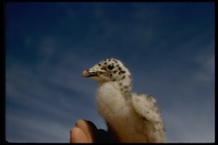 : Larus heermanni; Heermann's Gull