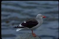 : Larus scoresbii; Dolphin Gull