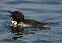 : Lophodytes cucullatus x Bucephala sp.; Hooded Merganser X Goldeneye Hybrid