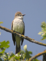 : Myiarchus cinerascens; Ash-throated Flycatcher