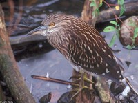 : Nycticorax nycticorax hoactii; Black-crowned Night-heron (immature)