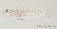 : Gnatholepis anjerensis
