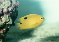 : Stegastes planifrons; Threespot Damselfish