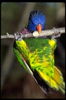 : Trichoglossus haematodus; Rainbow Lory