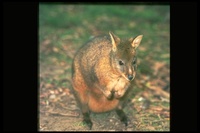 : Thylogale billardierii; Red-bellied Pademelon