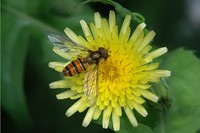 : Episyrphus balteatus