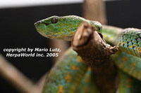 : Parias flavomaculatus