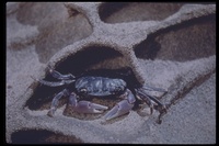 : Hemgrapsus nudus; Purple Shore Crab