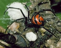 : Latrodectus curacaviensis; South American Widow Spider