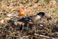 Black-headed Jay (Garrulus lanceolatus) 2005. január 14. Sat Tal