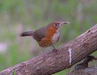 Rusty-cheeked Scimitar Babbler (Pomatorhinus erythrogenys) 2005. január 15. Mangoli Valley