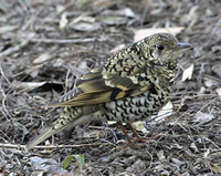 Scaly Thrush