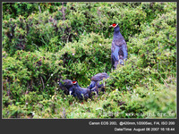 Crossoptilon auritum Blue Eared Pheasant 藍馬雞 004-045