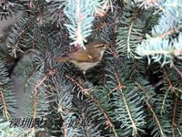 Phylloscopus borealis Arctic Warbler 極北柳鶯 097-090