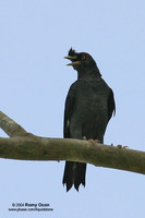 Crested Mynah Scientific name: Acridotheres cristatellus