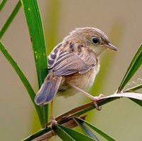 chwastówka złotogłowa Cisticola exilis