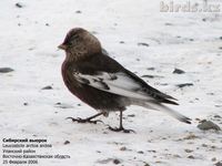 Asian Rosy Finch [Leucosticte arctoa]