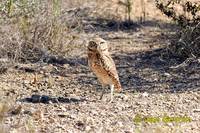 Photo of sýček králičí Athene cunicularia Mochuelo de Madriguera Burrowing Owl Kaninchenkauz