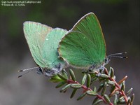 Grøn busksommerfugl (Callophrys rubi) Foto/billede af