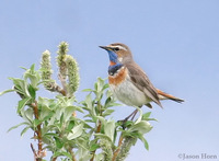 Bluethroat (Nome area)