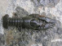 Astacus astacus - Noble Crayfish